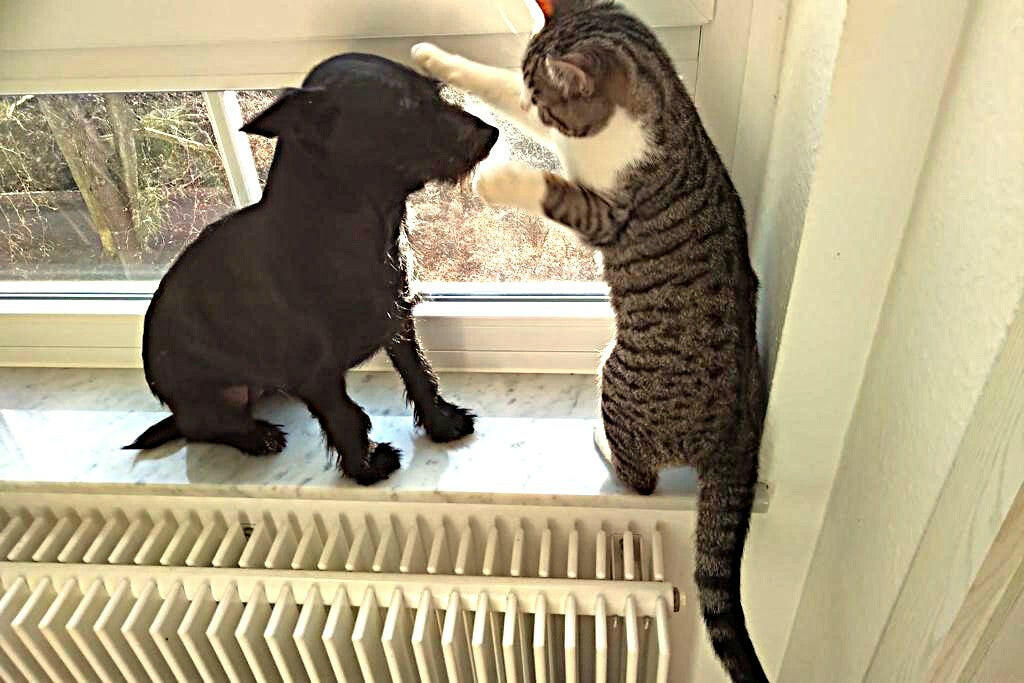 Pelletkessel DEFRO Gamma 15 kW.